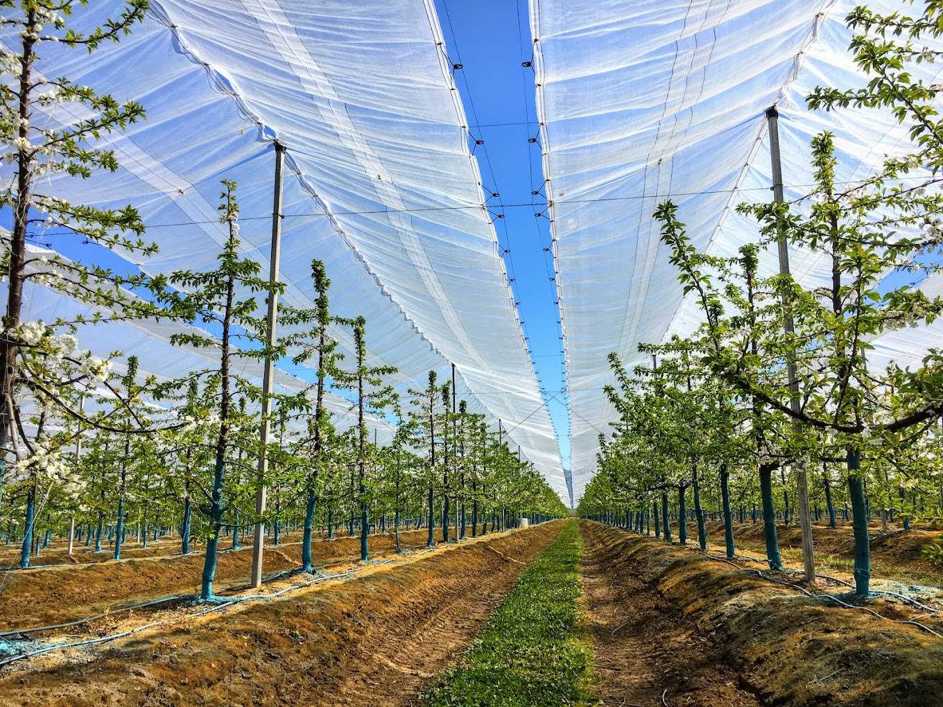 Abdeckplane f&uuml;r Obstg&auml;rten